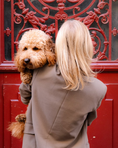 Blue, cockapoo et mascotte de la marque Blue Pup Collection