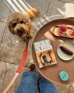 Blue, cockapoo et mascotte de la marque Blue Pup Collection